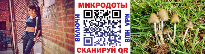 kraken как войти  Судогда  Галлюциногенные грибы Psilocybe 